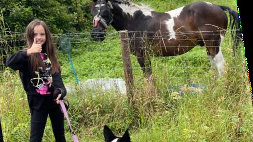 The farm's horses